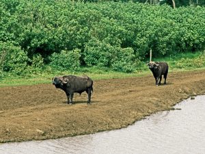 [Cape Buffalos]