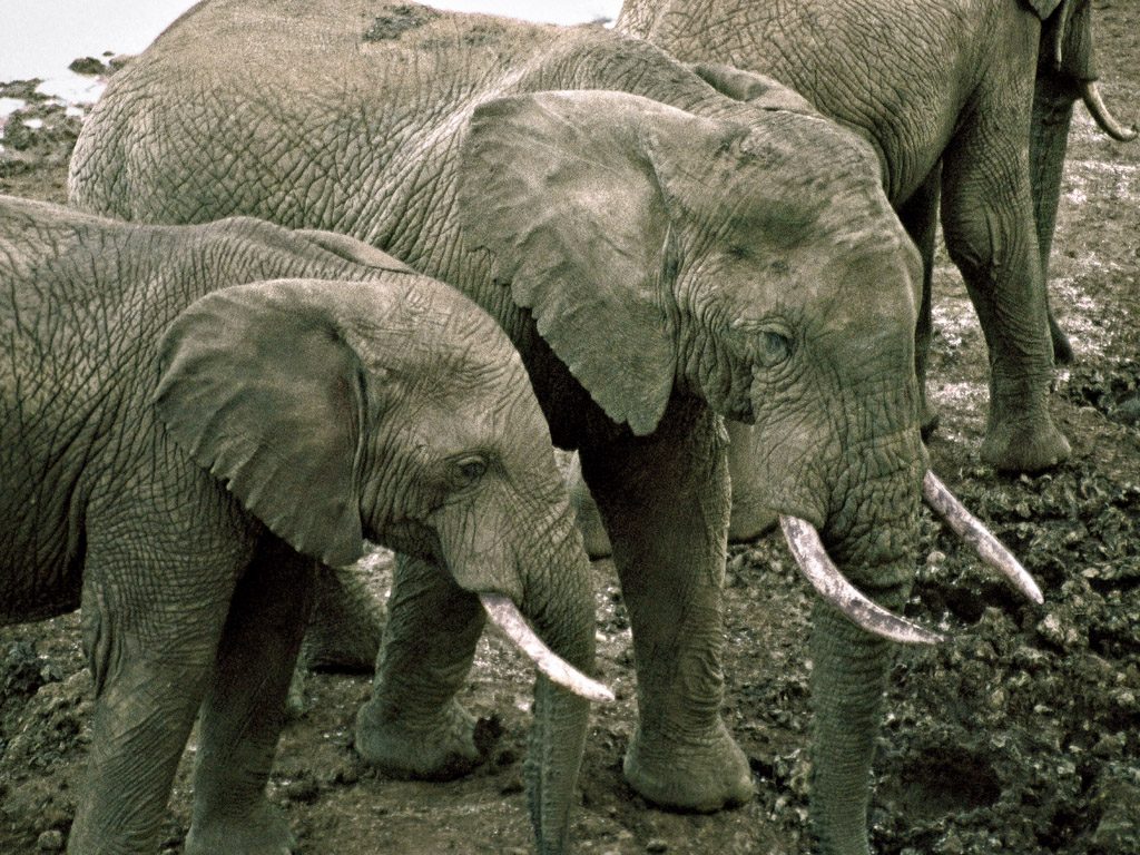 [Elephants]