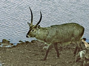 [waterbuck]