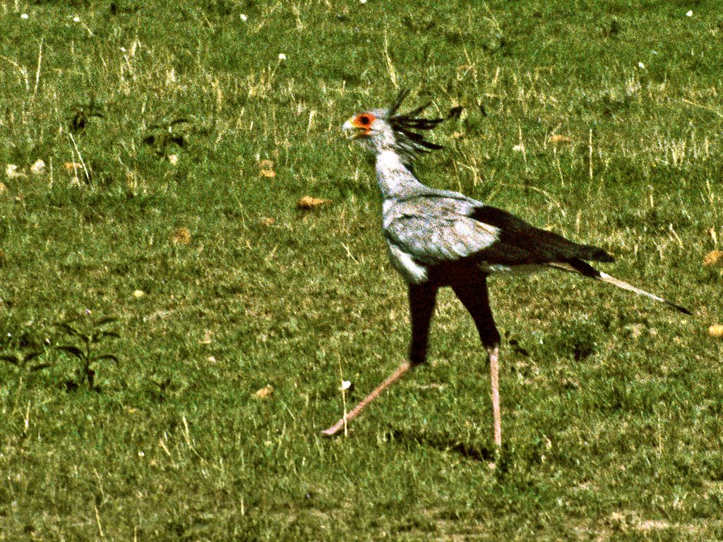 [Secretary bird]