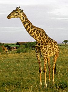 [giraffe]