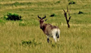 [Hartebeest]