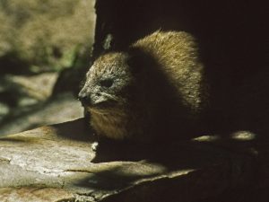 [hyrax]