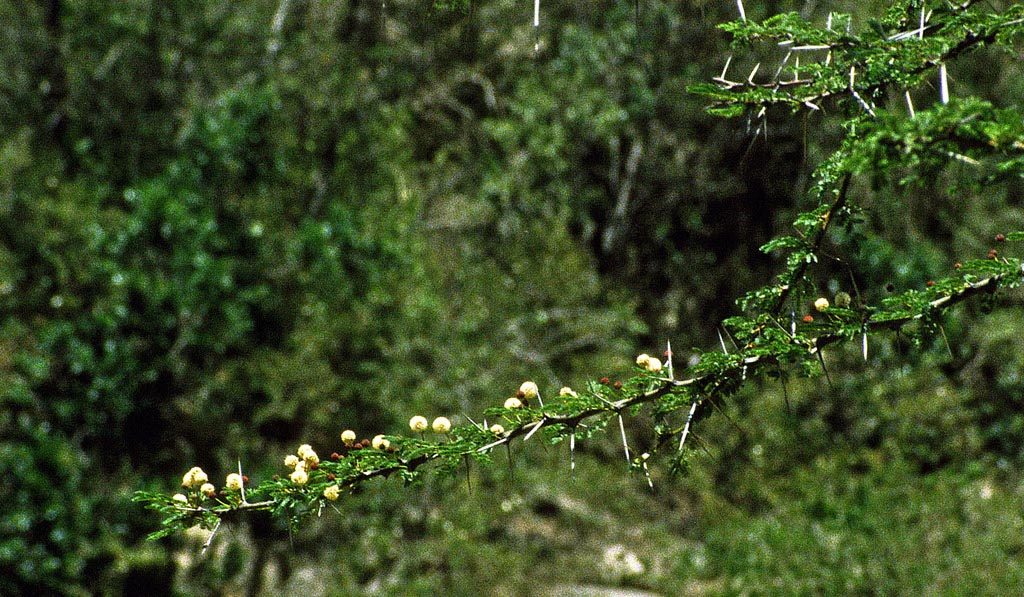 [thorn tree]