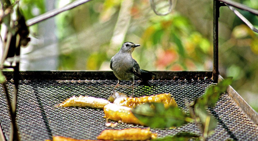 [bird feeder]