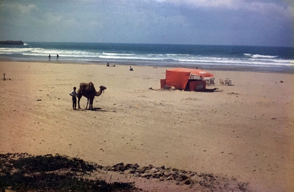 [camel]