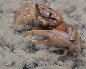 [fiddler crab]