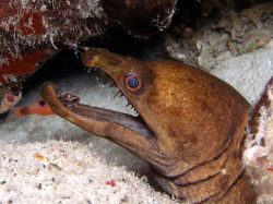 [moray]