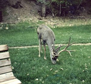 [Mule deer]