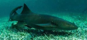 [nurse shark]