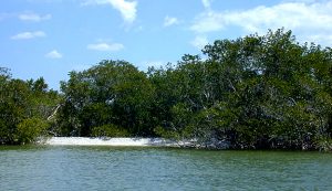 [mangrove beach]