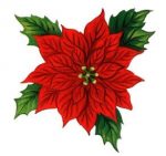 [poinsettia]